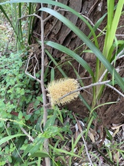 Banksia integrifolia