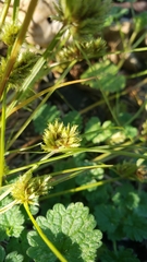 Cyperus squarrosus