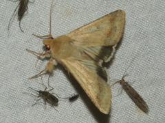 Helicoverpa punctigera