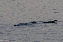 Physeter macrocephalus