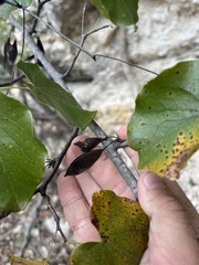 Cercis canadensis texensis