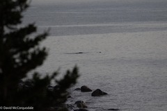 Physeter macrocephalus