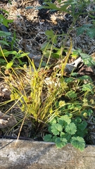Cyperus squarrosus