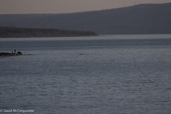 Physeter macrocephalus