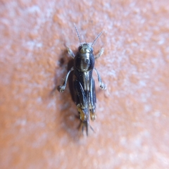 Tridactylidae