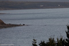 Physeter macrocephalus