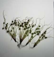 Cyperus squarrosus