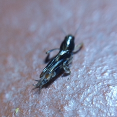 Tridactylidae