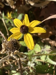 Rudbeckia