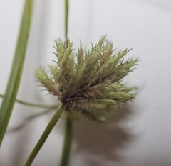 Cyperus squarrosus