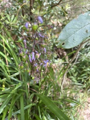 Dianella