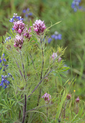 Castilleja exserta exserta
