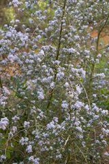 Ceanothus oliganthus sorediatus