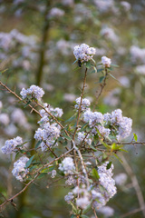 Ceanothus oliganthus sorediatus