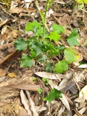 Berberis glaucocarpa