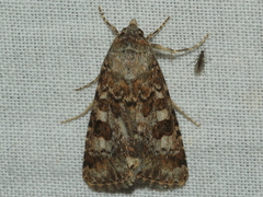 Heliothis punctifera