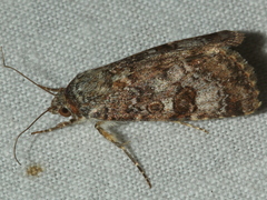 Heliothis punctifera