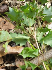 Berberis glaucocarpa