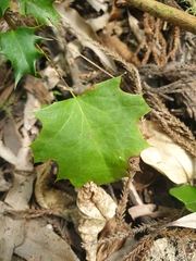 Berberis glaucocarpa