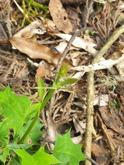 Berberis glaucocarpa