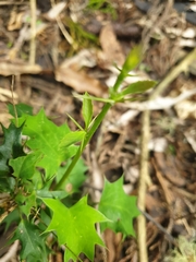 Berberis glaucocarpa