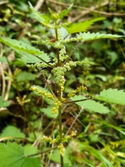 Urtica sykesii