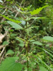 Urtica sykesii