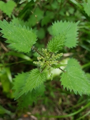 Urtica sykesii