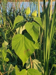 Hibiscus lasiocarpos