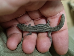 Central Uplands Clawless Gecko photo 3