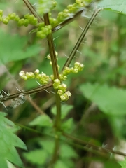 Urtica sykesii