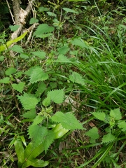 Urtica sykesii