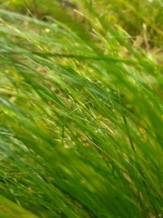 Carex secta