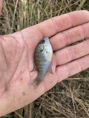 Lepomis aquilensis