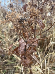 Eupatorium perfoliatum