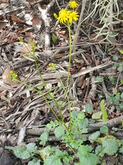 Packera obovata