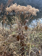 Eupatorium perfoliatum