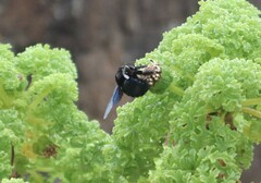 Xylocopa darwini