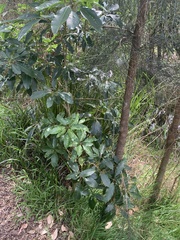 Pittosporum