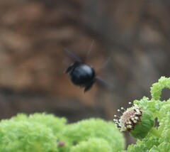 Xylocopa darwini