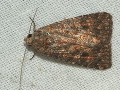 Hypoperigea tonsa