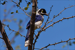 Cyanocorax mystacalis