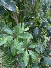Pittosporum
