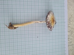 Psilocybe cubensis