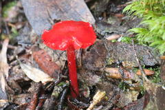 Hygrocybe miniata