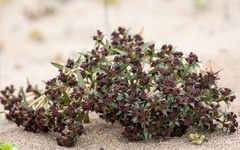 Euphorbia thinophila