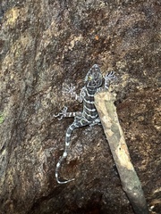 Cyrtodactylus consobrinus