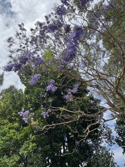 Jacaranda mimosifolia