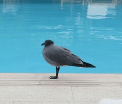 Leucophaeus fuliginosus