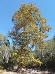 Platanus mexicana